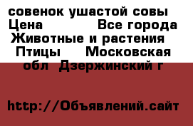совенок ушастой совы › Цена ­ 5 000 - Все города Животные и растения » Птицы   . Московская обл.,Дзержинский г.